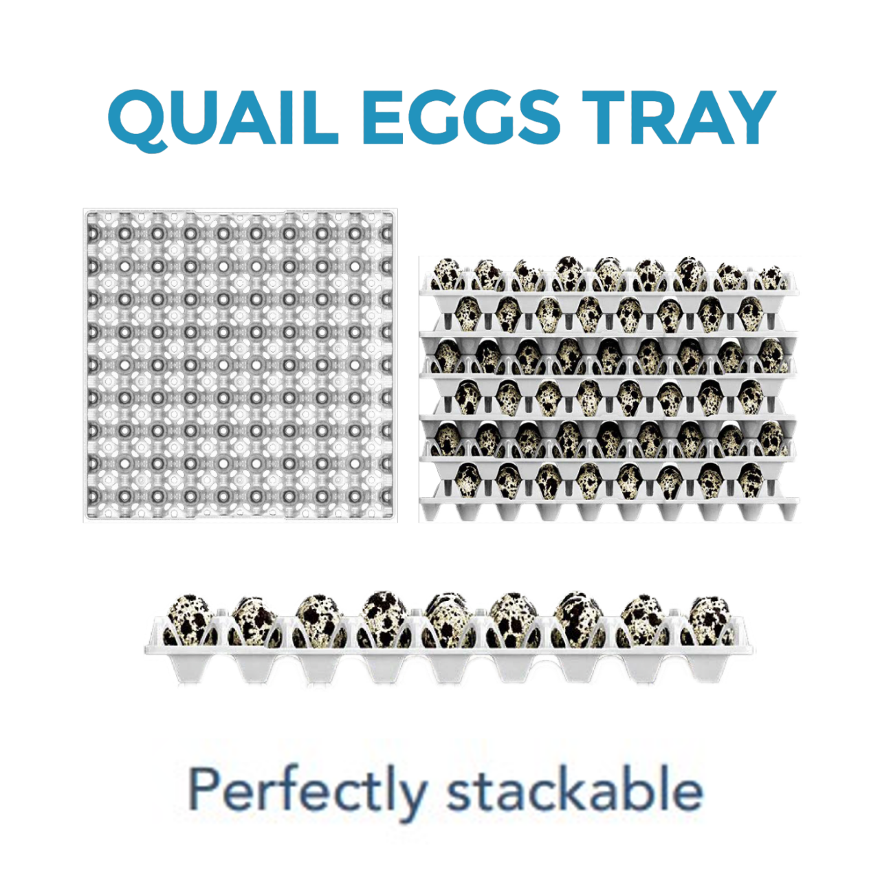 quail-eggs-gi-ovo-egg-handling-innovations